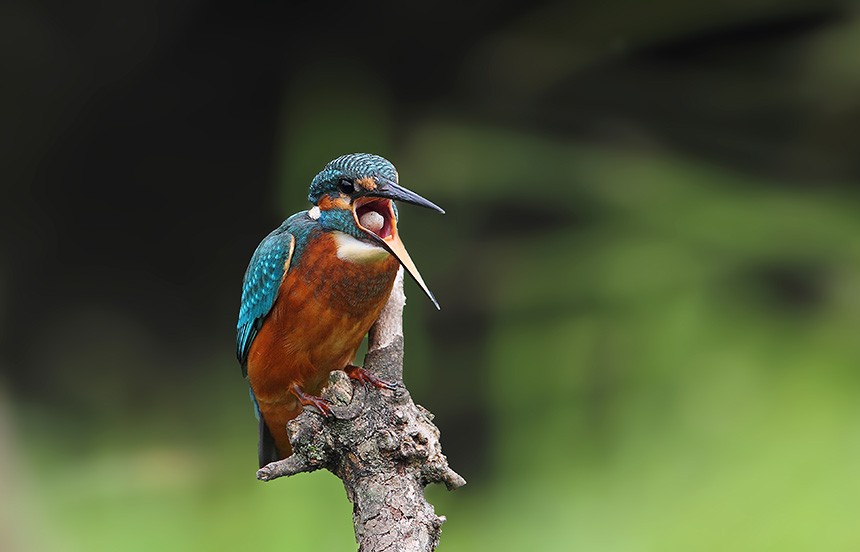 Avifauna humor